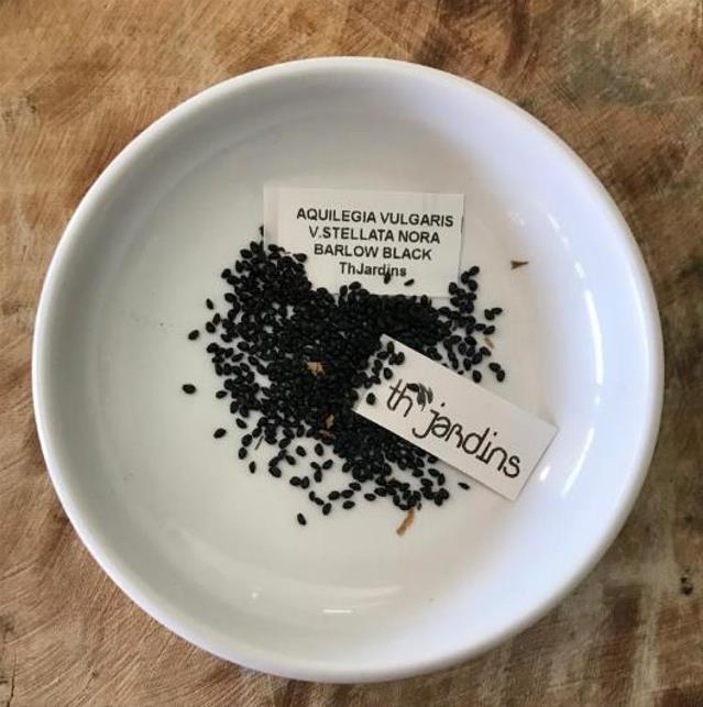 Aquilegia vulgaris Stellata Nora Barlow Black - Aquilegia Flor de Clematis Negra, Rosa Columbina Negra, Aquilegia Barlow