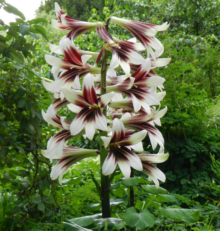 Cardiocrinum giganteum - Lírio Gigante do Himalaia, Lírio Gigante, Cardiocrino Gigante