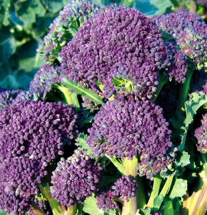 Brassica oleracea Early Purple Sprouting Broccoli (C.O) - Brócolis Brotos Roxos Precoces, Brócolis Brotando Roxo, Brócol