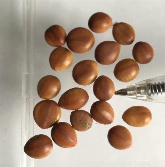 Cassia bakeriana  - Cassia Flor de Macieira Anã, Cássia Chuveiro Cor-de-rosa, Árvore dos Desejos