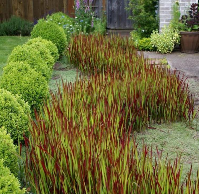 Imperata cylindrica 'Red Baron' - Grama Sangue Japonês, Japanese Bloodgrass