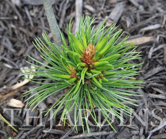 Pinus aristata - Pinus Bristlecone