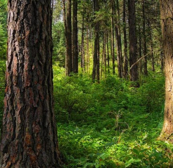 Abies grandis Inland (Picea Grandis, Pinus Grandis) - Abeto Gigante, Pinheiro gigante, Abeto Branco de Planície, Abeto d