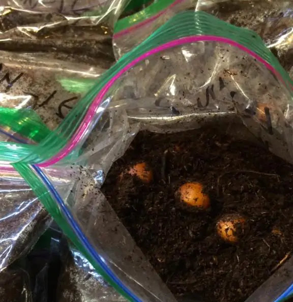 Corylus avellana - Avelã, Avelãs Giresum, Hazelnut