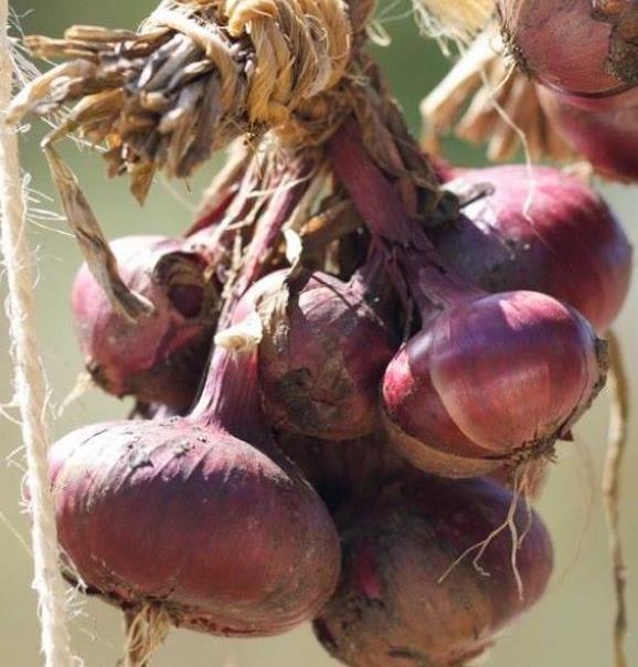 Allium cepa Rouge Foncee de Hollande (C.O) - Cebola Vermelha Escura da Holanda, Cebola Vermelho Vinho Brunswick