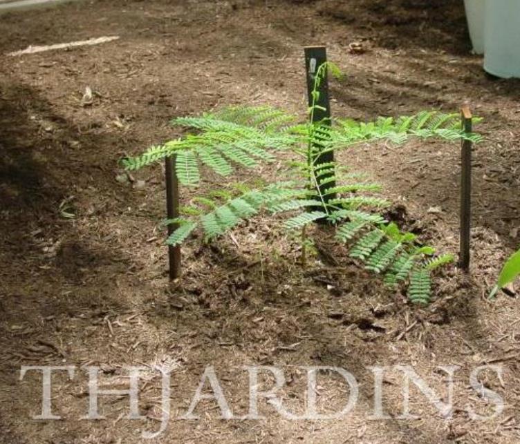 Colvillea racemosa - Árvore Gloriosa, Flor do Paraíso, Gloriosa de Madagascar