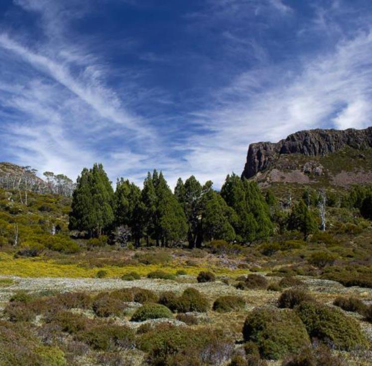 Athrotaxis cupressoides - Pinheiro Lápis, Pinho do lápis, Pencil Pine