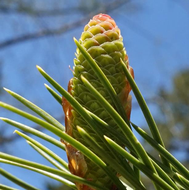 Picea smithiana - Pinheiro-picea morinda