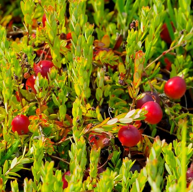 Vaccinium macrocarpon - Cereja Oxicoco, Oxycocus, American Cranberry Oxycoccus