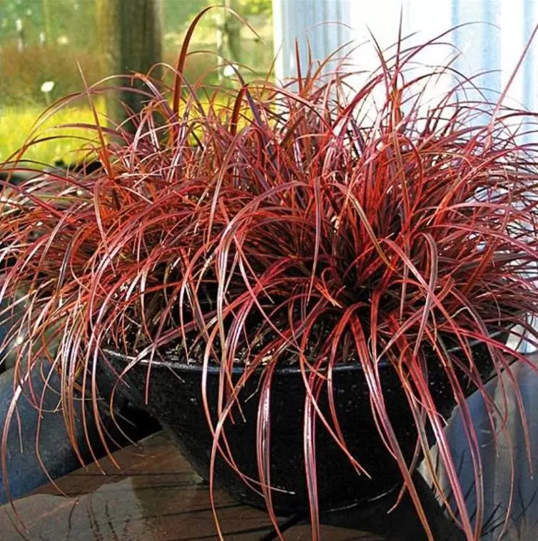 Uncinia rubra - Grama Vermelha