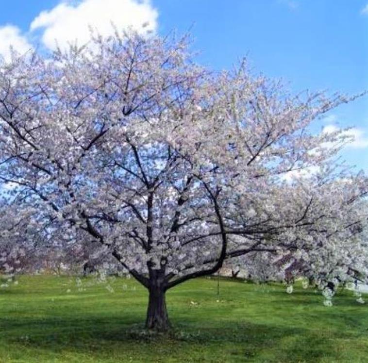 Prunus avium 'Bing' + Prunus avium 'Rainier' - Cereja Doce, Cereja de Natal