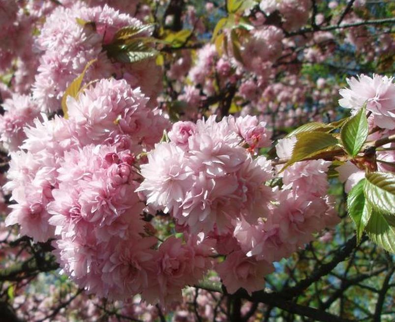 Prunus triloba - Cerejeira Floração de Amêndoa, Cereja Flor Dobrada de Amêndoa