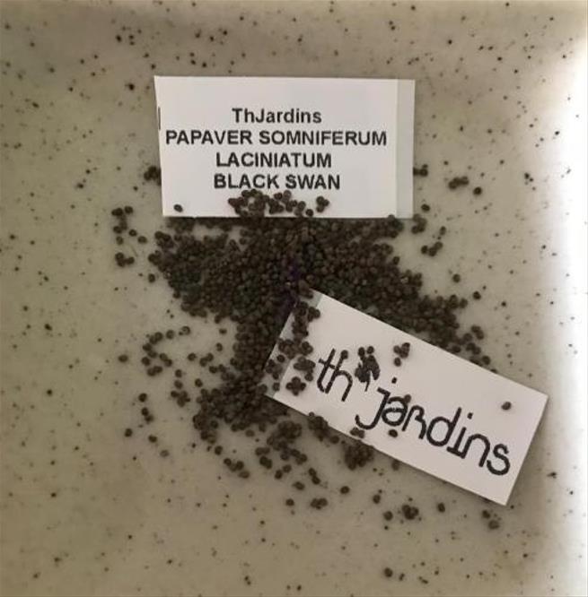 Papaver somniferum 'Laciniatum Black Swan' - Papoula Cisne Negro, Papoula de Franja Dobrada Cisne Negro, Papoula Empluma