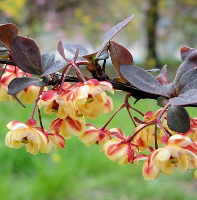 Berberis thunbergii Atropurpurea - Berberis Atropurpurea, Bérbere Japonês, Uva do Japão, Uva dos Jardins