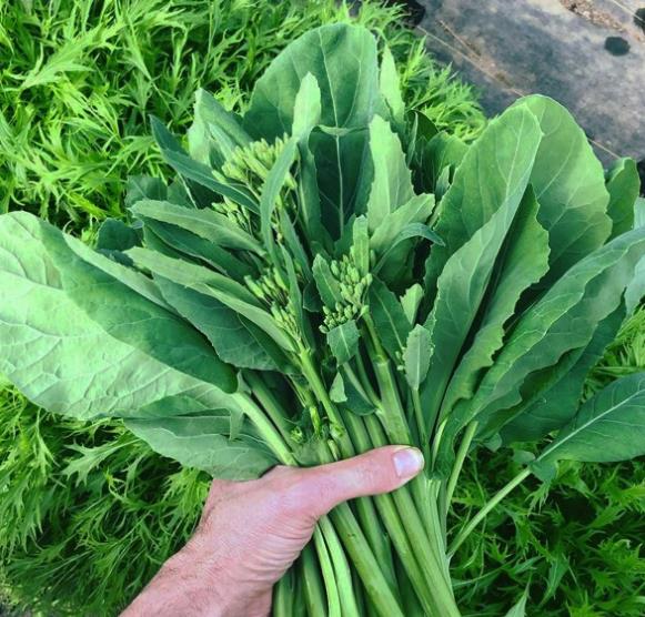 Brassica oleracea Kailaan (Gai Lan) - Couve Chinesa, Brócolis Chinês Kailaan (Gai Lan)