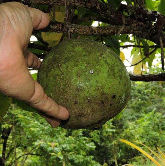 Alibertia patinoi (Borojoa patinoi) - Borojó, Borojo, Borojoa