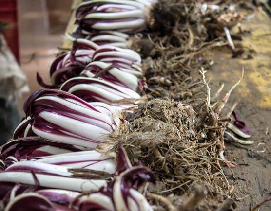 Cichorium Intybus Rossa Di Treviso - Endívia Italiana Roxa, Chicória Roxa De Treviso, Radicchio