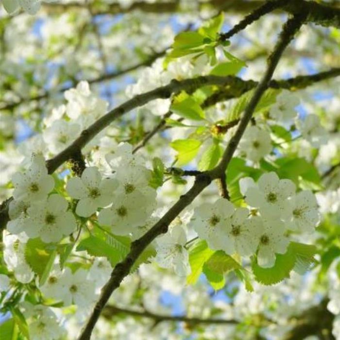 Prunus avium 'Bing' + Prunus avium 'Rainier' - Cereja Doce, Cereja de Natal
