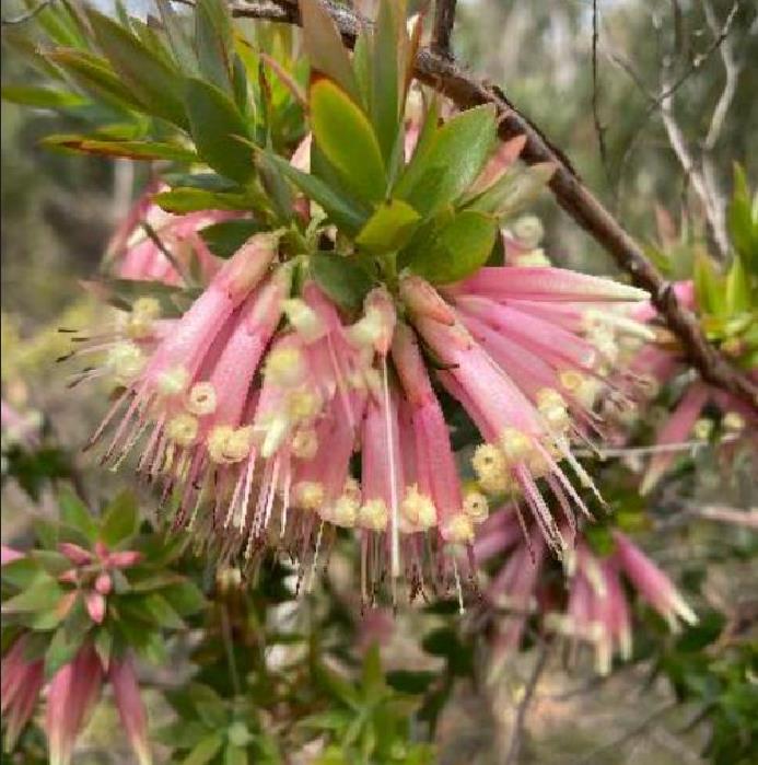 Styphelia triflora - Rosa Cinco Cantos, Five Corners Rose
