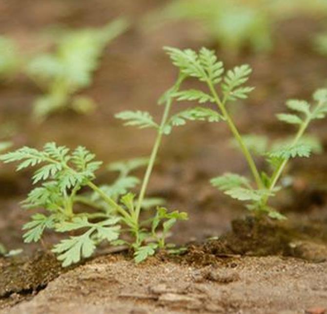 Artemisia annua - Artemisia Doce, Artemisia Antimalárica, Erva Mágica, Chinese Wormwood, Qing Hao