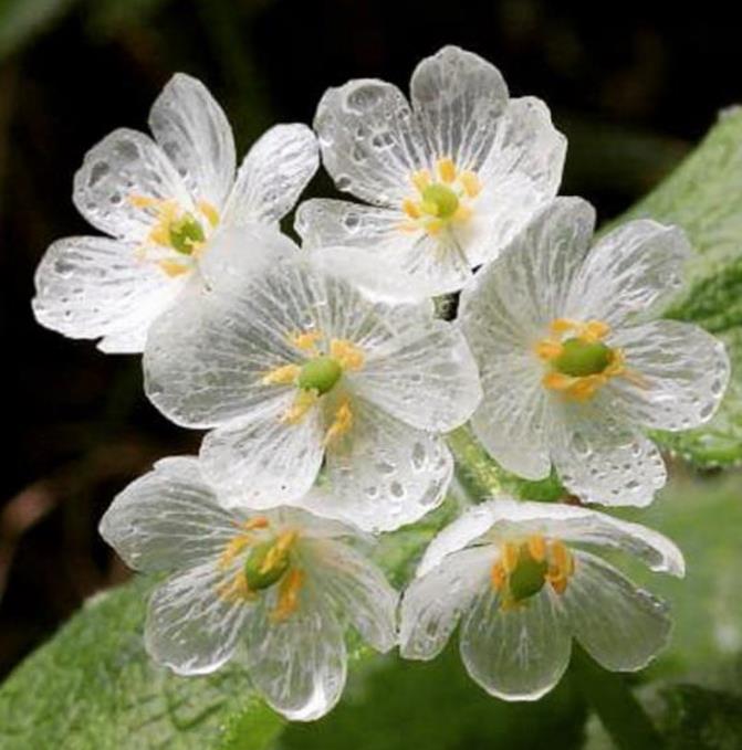 Diphylleia grayi - Flor cristal, Flor Mágica de Cristal, Flor Esqueleto, Flor Pétalas de Cristal, C