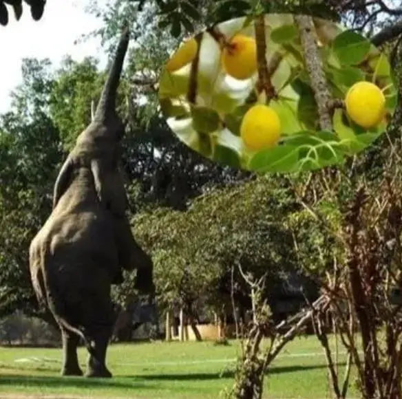 Sclerocarya birrea ssp. Caffra - Marula, Amarula, Árvore fruto do licor de Amarula