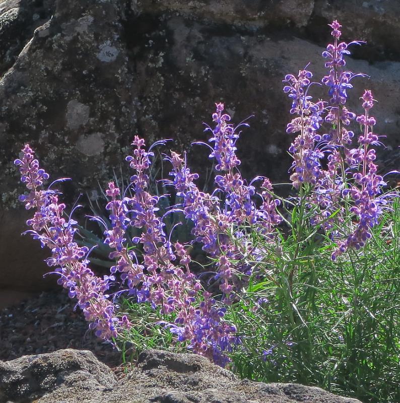 Trichostema lanatum - Alecrim da Califórnia, Alecrim Selvagem Americano, Woolly Blue-Curls