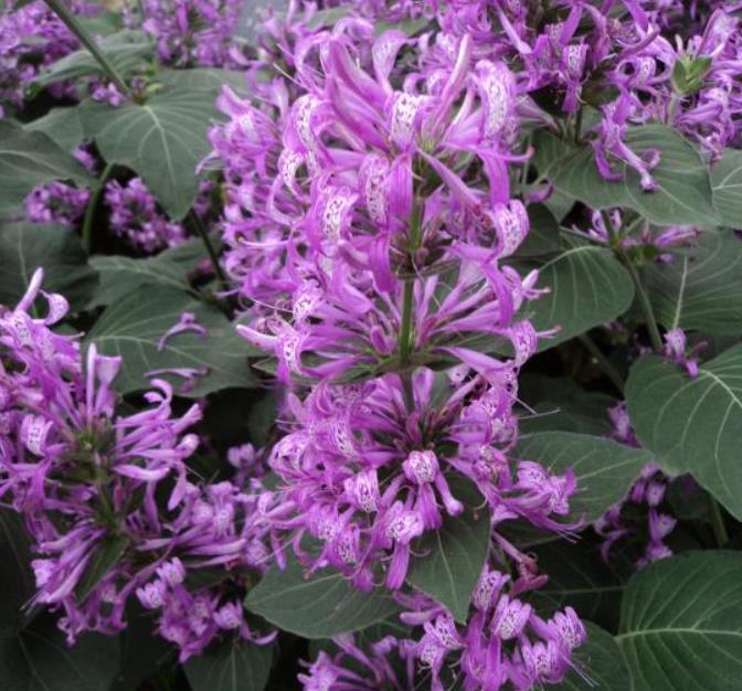 Hyssopus officinalis Roseus - Erva Sagrada, Néctar de Rosas, Hyssopo Rosa, Hissopo, Hissopo