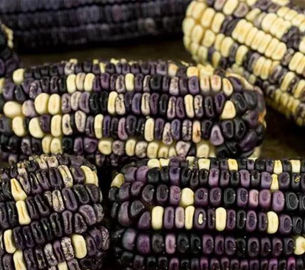 Zea mays Cherokee White Eagle (C.O) - Milho Cherokee Águia Branca