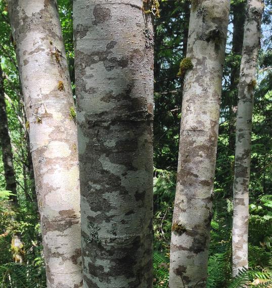 Alnus rubra - Amieiro Vermelho, Amieiro do Oregon, Amieiro Ocidental