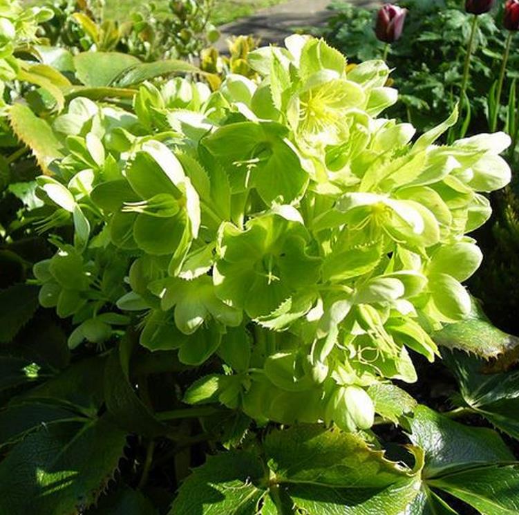 Helleborus argutifolius - Heléboro da Córsega, Rosa de Natal da Córsega, Flor de Cristo, Heléboro Folhas d