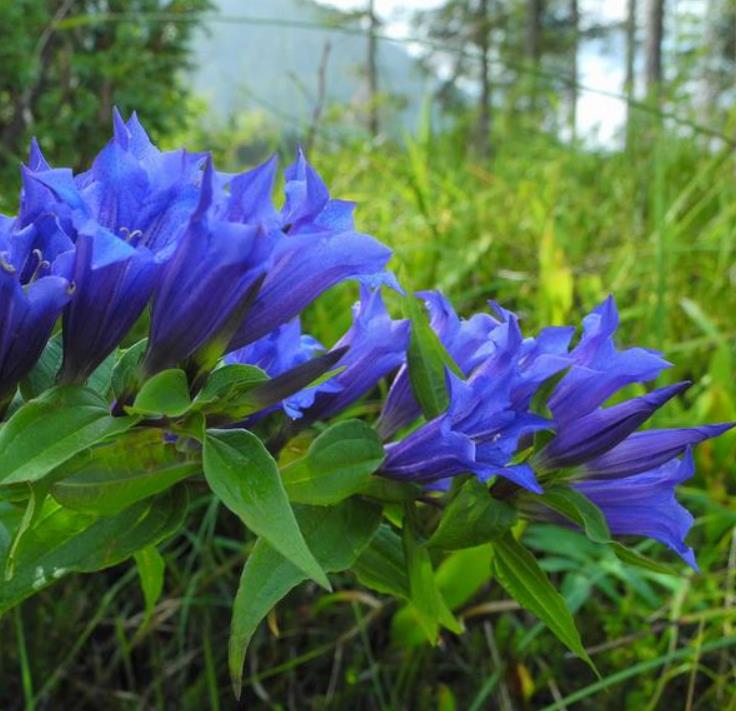 Gentiana asclepiadea - Genciana Salgueiro, Genciana de Serralha, Willow Gentian