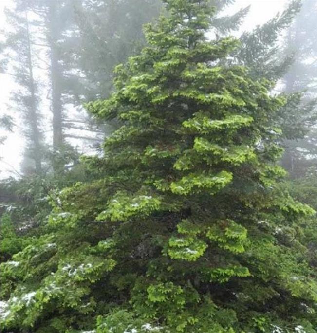 Abies amabilis - Abeto de Prata, Abeto Prateado do Pacífico, Cascade Silver Fir