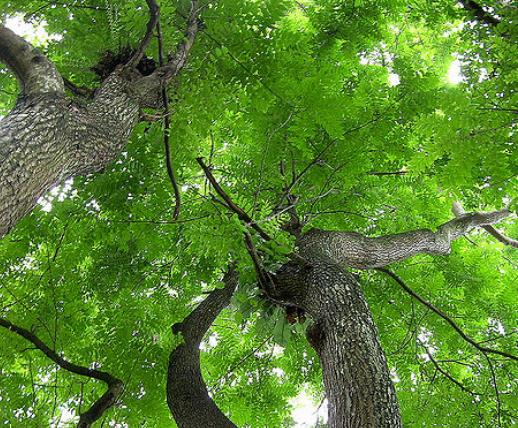 Chukrasia tabularis - Cedro Branco, Mogno Indiano, Sequoia Indiana, Amêndoa da Birmânia