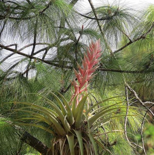Pinus maximinoi (Pinus tenuifolia) - Pinheiro Maximinoi, Pinheiro de ponta fina, Pinabete