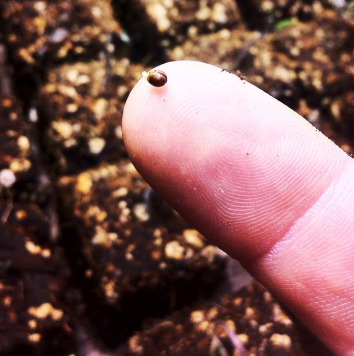 Humulus lupulus - Lúpulo