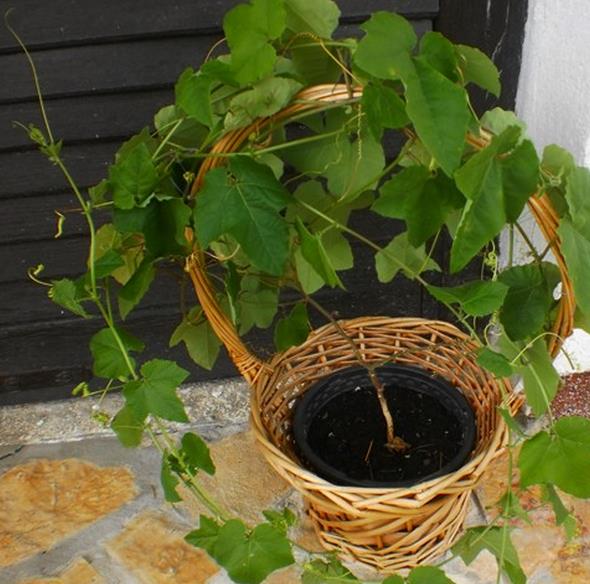 Passiflora morifolia - Maracujá doce azul, maracujá doce roxo