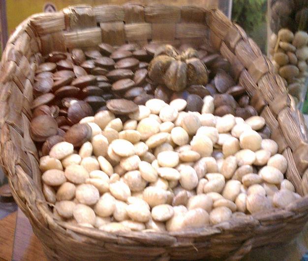 Plukenetia volubilis - Sacha Inchi, Amendoa Inca, Amendoa Lopo