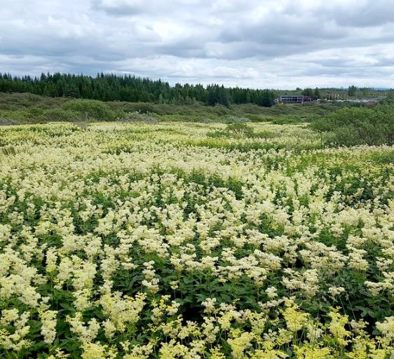 Filipendula Ulmaria (Spirraea Ulmaria) - Aspirina Vegetal, Erva Ulmeira, Rainha do Prado, Hidromel