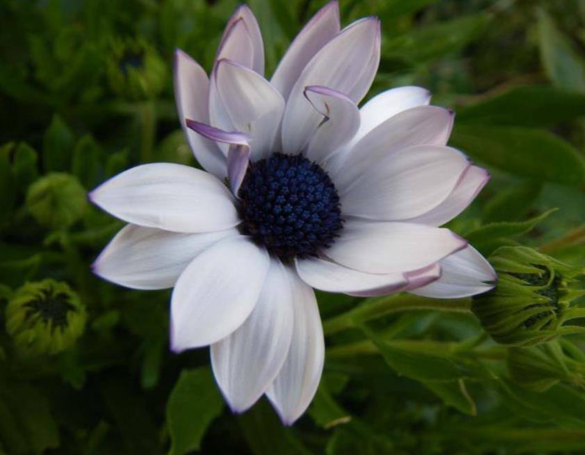 Dimorphotheca pluvialis Glistening white - Margarida do cabo, Margarida da chuva, Profeta do tempo, Margarida africana