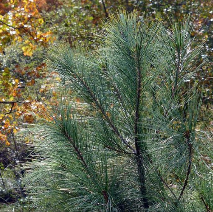 Pinus maximartinezii - Pinhão Martinez, Maxi-Pinhão, Pinhão Real, Pinheiro Zacatecas