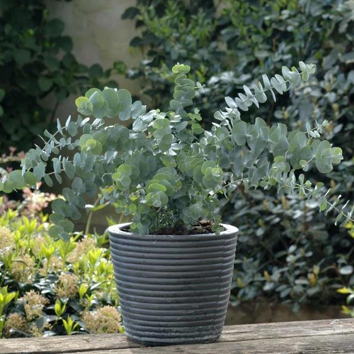 Eucalyptus pulverulenta 'Baby Blue' - Eucalipto Baby Blue, Eucalipto dos Floristas, Eucalipto Prata da Montanha