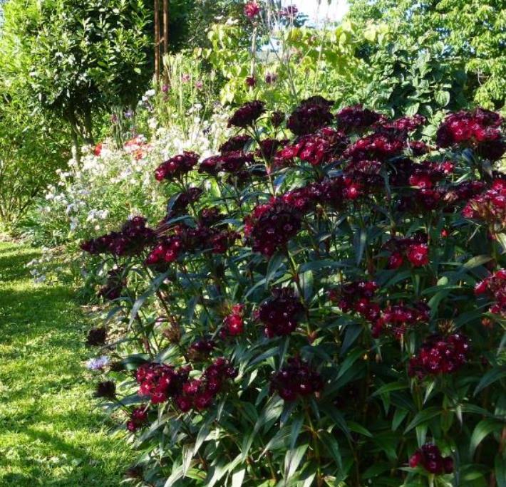 Dianthus barbatus Oeschberg - Flor Divina Oeschberg, Cravo Barbudo, Rosa Oeschberg, Cravina Oeschberg