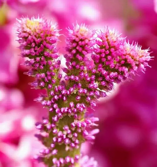 Psylliostachys suworowii Pink Pokers - Alecrim Do Pântano, Alecrim Pink Pokers, Lavanda Mar, Limonium Suworowii