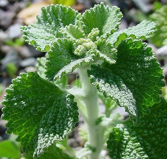 Marrubium vulgare - Marroio, Marroio branco, Hortelã de folha grossa, Hortelã do Maranhão, Incenso