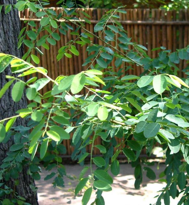 Phyllanthus reticulatus (Kirganelia reticulata) - Groselha da África, Planta da Batata Assada, Arbusto Batata Assada, Ro