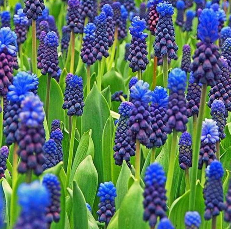 Muscari latifolium - Jacinto Uva de Folha Larga