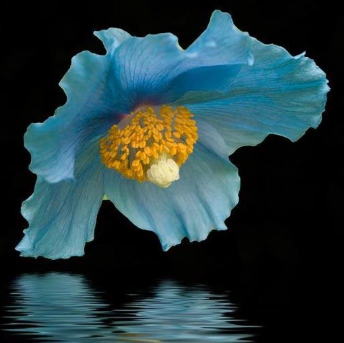 Meconopsis baileyi - Papoula Azul do Himalaya, Papoula Tibetana, Himalayan Blue Poppy, Papoula de Bai