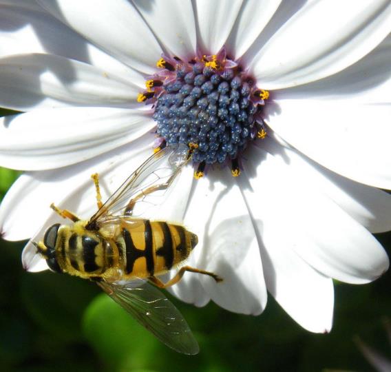 Dimorphotheca pluvialis Glistening white - Margarida do cabo, Margarida da chuva, Profeta do tempo, Margarida africana