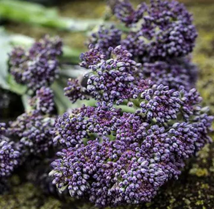 Brassica oleracea Early Purple Sprouting Broccoli (C.O) - Brócolis Brotos Roxos Precoces, Brócolis Brotando Roxo, Brócol
